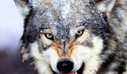 爆料户外青狼视频大全