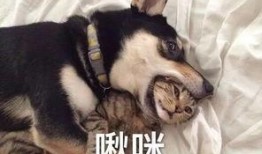 视频爆料 二哈王子,视频爆料背后的萌宠传奇