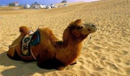 骆驼沙漠在线观看