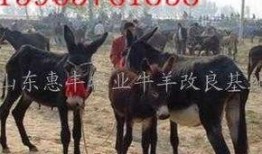 爆料大驴的视频播放下载