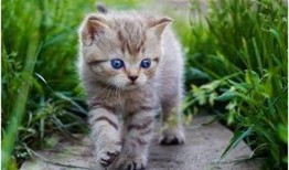 娱乐吃瓜酱营业的猫