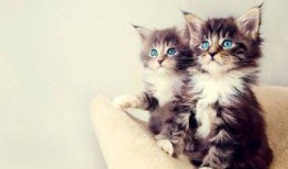 娱乐吃瓜酱营业的猫