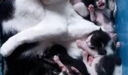 猫老四爆料爸爸视频大全,爸爸视频大全背后的温馨瞬间