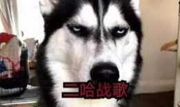 二哈爆料视频在线观看,笑料横生，萌态百出