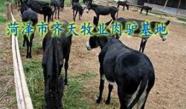 爆料大驴的视频播放下载