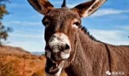 爆料大驴的视频播放下载