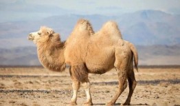 骆驼沙漠在线观看