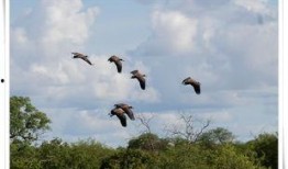 野鸭上树爆料视频,揭秘鸟类迁徙之谜