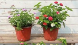 天津食堂爆料视频最新2020,揭露食堂卫生与食品安全真相