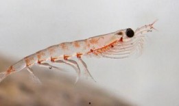 虾爆料新闻,揭秘娱乐圈最新热点事件