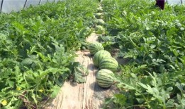 新瓜最新爆料图片高清