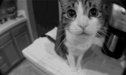 猫老四爆料爸爸视频大全,爸爸视频大全背后的温馨瞬间