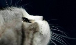 娱乐吃瓜酱营业的猫