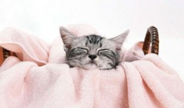 网红猫吃贝贝瓜图片大全,贝贝瓜图片大全萌态十足