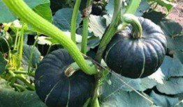 有哪些网红吃瓜视频,揭秘娱乐圈幕后故事