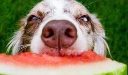 吃瓜娱乐酱小狗