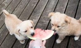 吃瓜娱乐酱小狗