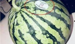 三亚的吃瓜网红有哪些,瓜田里的美食达人