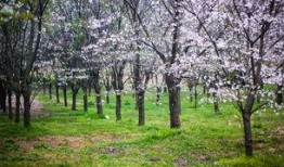 樱花校园最新大爆料视频,独家视频带你领略青春风采