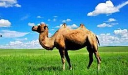 骆驼沙漠在线观看