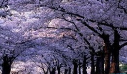 樱花校园最新大爆料视频,独家视频带你领略青春风采