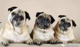 巴哥爆料山治是真的吗视频,山治身份揭秘，真相究竟如何？