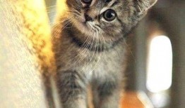 网红猫吃贝贝瓜图片大全,贝贝瓜图片大全萌态十足