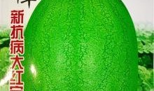 新瓜最新爆料图片高清