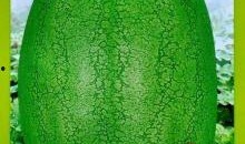 新瓜最新爆料图片高清