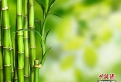 大竹子邻居爆料视频,惊人真相曝光！